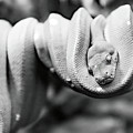 Green Tree Python-001-Ma