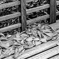 Leaves On A Park Bench-001-M