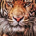 Sumatran Tiger-004-C